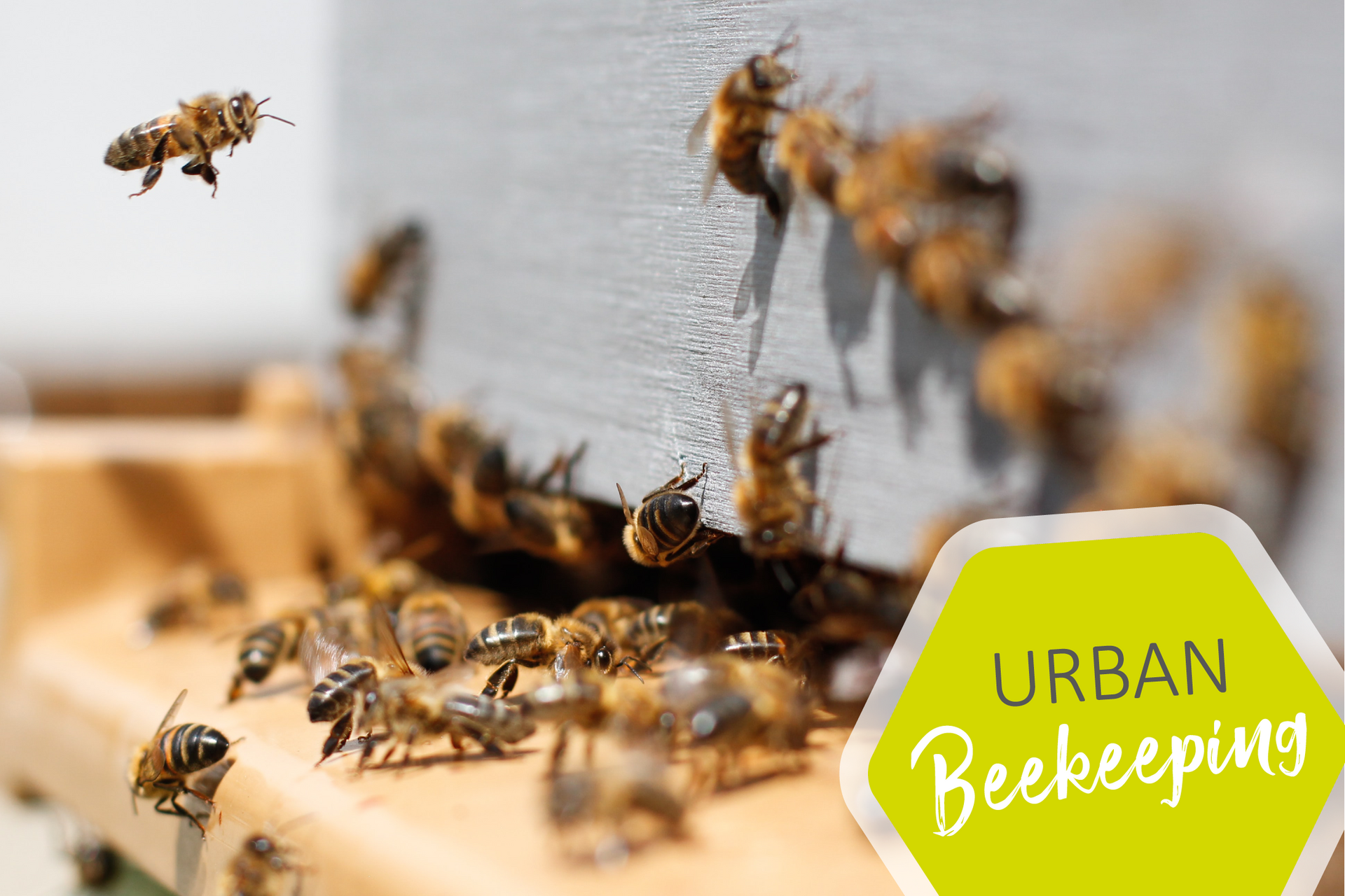 Urban Beekeeping im Campus Livin Heilbronn Urban Beekeeping im Campus Livin Heilbronn